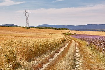 Image showing Wheat field detail