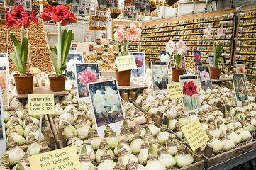 Image showing flower bulb plant store display in flower market amsterdam