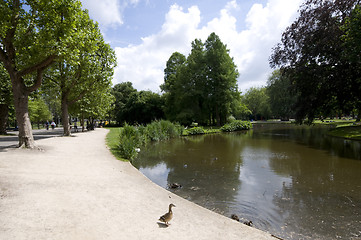 Image showing pond with ducks vondel park amsterdam