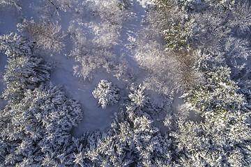 Image showing Snowy forest