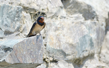 Image showing Swallow, Hirundo rustica 