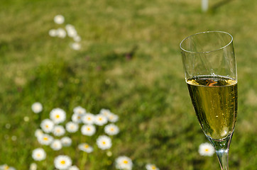 Image showing Glass with sparkling wine in the garden