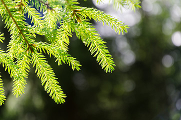 Image showing Glowing spruce tree twig