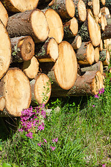 Image showing Logpile with purple flowers