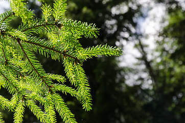 Image showing Spruce tree twig close up