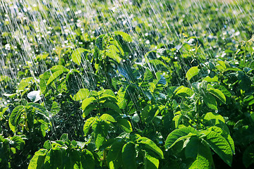 Image showing rain waters on the field