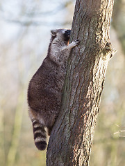 Image showing Raccoon up a tree