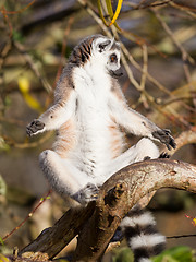 Image showing Ring-tailed lemur (Lemur catta)