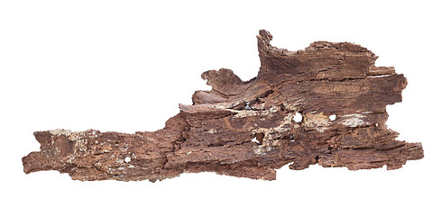 Image showing Tree bark isolated