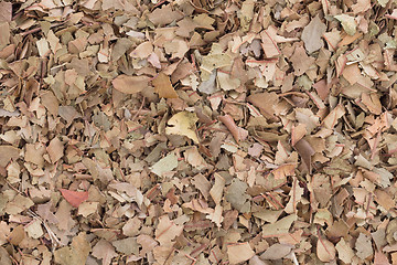 Image showing Dry tea leaves