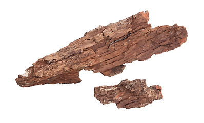 Image showing Tree bark isolated