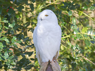 Image showing Snowowl sitting still