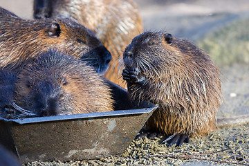 Image showing Young coypu close up