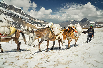 Image showing Donkeys in snow in Nepal