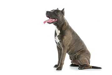 Image showing Beautiful amstaff dog