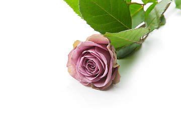 Image showing Beautiful tea rose flower