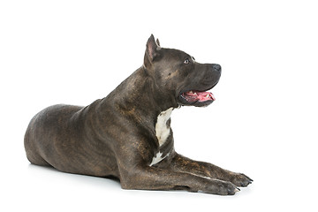 Image showing Beautiful amstaff dog