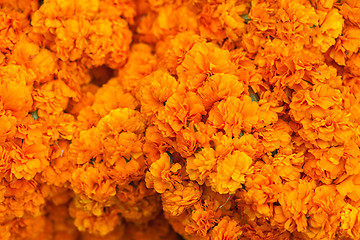 Image showing Orange flowers