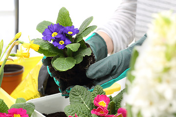 Image showing Colorful flowers, primroses