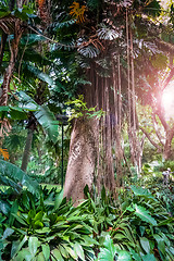 Image showing trees and lianas in the jungle
