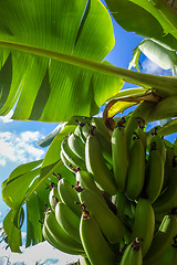 Image showing Banana tree detail, easter island