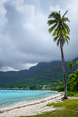 Image showing Palm trees on Temae Beach in Moorea island