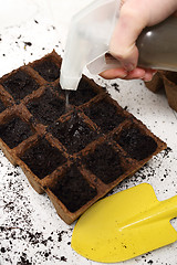 Image showing Gardener sows seeds are watered and cares sown into pots of peat 