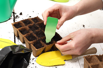 Image showing Sowing the seeds into pots. Home cultivation