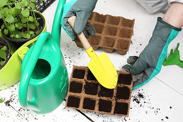 Image showing Sowing of crops in the home, peat pot Pot peat, natural crops