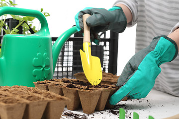 Image showing Seeds, gardener prepares the seedlings