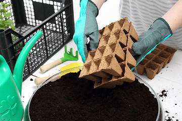 Image showing Sowing of crops in the home, peat pot