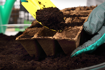 Image showing Sowing of crops in the home, peat pot Pot peat, natural crops