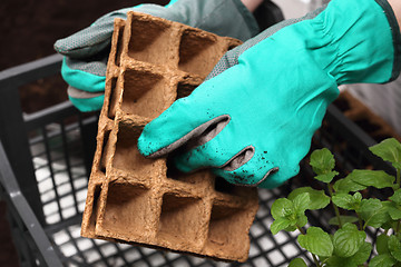 Image showing Ecological garden, sowing plants into pots of peat