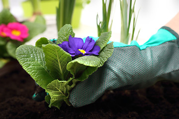 Image showing Colorful flowers Spring planting pot plants