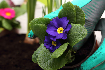 Image showing Planting plants in pots