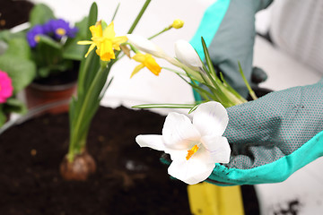 Image showing Planting plants, flower arrangement