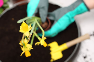 Image showing Colorful flowers