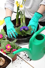 Image showing Transplanting flowers