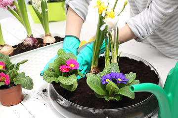 Image showing Spring planting pot plants