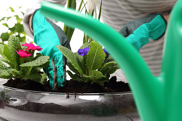 Image showing The woman planted colorful flowers in pots 