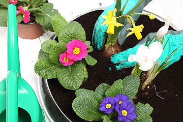 Image showing Spring planting pot plants Planting potted plants, colorful primroses