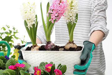 Image showing The box with flowers, planting potted plants