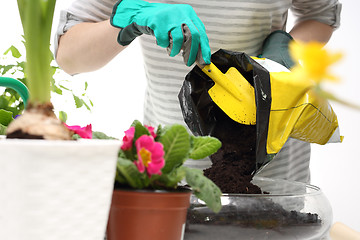 Image showing Gardener plants are planted in pots land for flowers 