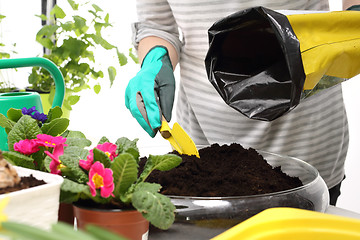 Image showing Planting potted flowers.