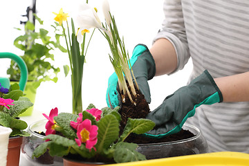 Image showing Transplanting flowers