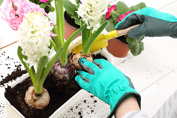 Image showing Spring in the garden Flowers, plant care.