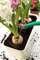 Image showing Planting of bulbous plants, hyacinth