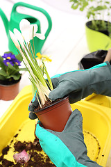 Image showing Planting plants in pots