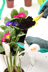 Image showing Planting potted flowers.