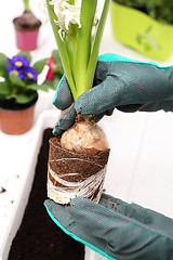 Image showing Planting of bulbous plants, hyacinth